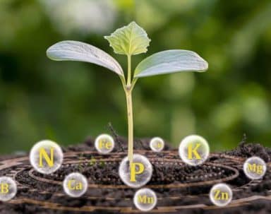 The Importance of Nutrients for Plant Growth